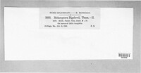 Melampsora bigelowii image
